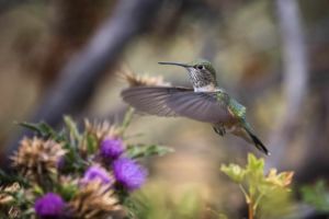 Secret Garden. Female ruby throated hummingbird with still wings hovering over thistle flowers in the garden. Female ruby throated hummingbird with still wings hovering over thistle flowers in the garden