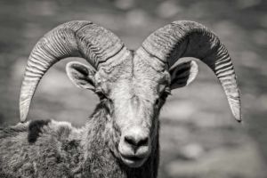Staredown. Black and white photograph of mid-aged bighorn sheep ram centered in frame staring directly at the wildlife photographer. Black and white photo of mid-aged bighorn sheep ram centered in frame staring directly at the wildlife photographer