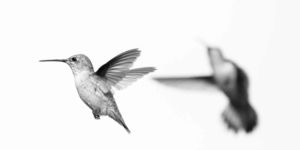 Study In Flight. Black and white photograph of still wing female broadtail hummingbird on white relief with second hummingbird in bokeh. Black and white photograph of still wing female broadtail hummingbird on white relief with second hummingbird in bokeh