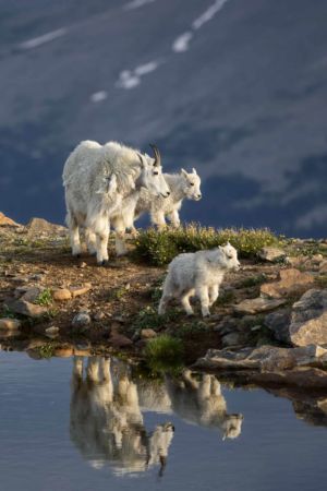 Reflecting On The Family. Wildlife photograph of mother mountain goat with baby kids walking on alpine tundra with reflection in tarn on the mountain slopes of Mount Evans, Colorado. <a href="https://etsy.com/listing/595104732/reflecting-on-the-family-fine-art?ref=shop_home_active_6" target="_blank" rel="nofollow noopener noreferrer">Purchase at Etsy.com</a> Wildlife photograph of mother mountain goat with baby kids waliking on alpine tundra with reflection in tarn on the mountain slopes of Mount Evans Colorado