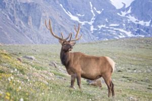 The Poser. Handsome royal 6 point bull elk in rich color posing on the alpine tundra in Rocky Mountain National Park, Colorado. Handsome royal 6 point bull elk in rich color posing on the alpine tundra in Rocky Mountain National Park Colorado