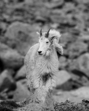 Fabio Of The Mountain. Black and white photograph of lone adult mountain goat standing atop a boulder in a talus field on the mountain slope of Mount Evans Colorado. Black and white photograph of lone adult mountain goat standing atop a boulder in a talus field on the mountain slope of Mount Evans Colorado