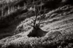 Prayers For Hachiman. Black and white photograph of lone royal 6 point bull elk bedded down and basking in summer evening light in the alpine tundra of Rocky Mountain National Park, Colorado. Black and white photograph of lone royal 6 point bull elk bedded down and basking in summer evening light in the alpine tundra of Rocky Mountain National Park Colorado