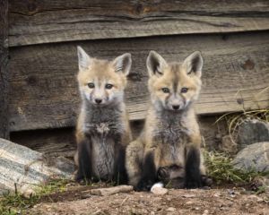 Double Trouble. Two baby red fox kit siblings posing curiously outside of den under rustic mountain cabin in Colorado. Two baby red fox kit siblings posing curiously outside of den under rustic mountain cabin in Colorado