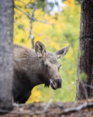 Innocence Of Youth. 6 month old baby moose gazing at dried wildflowers with fall background of golden aspens in the wilderness forest of Colorado. 6 month old baby moose gazing at dried wildflowers with fall background of golden aspens in the wilderness forest of Colorado