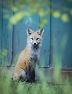 Wildlife photography image of red fox kit posing casually in rich color by mountain home in Colorado
